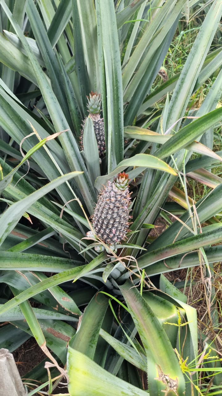 WhatsApp Image 2026-01-18 at 21.19.07 (4).jpeg